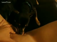 Zoo Sex Tube - Hairless pussy of a K9 lady got licked